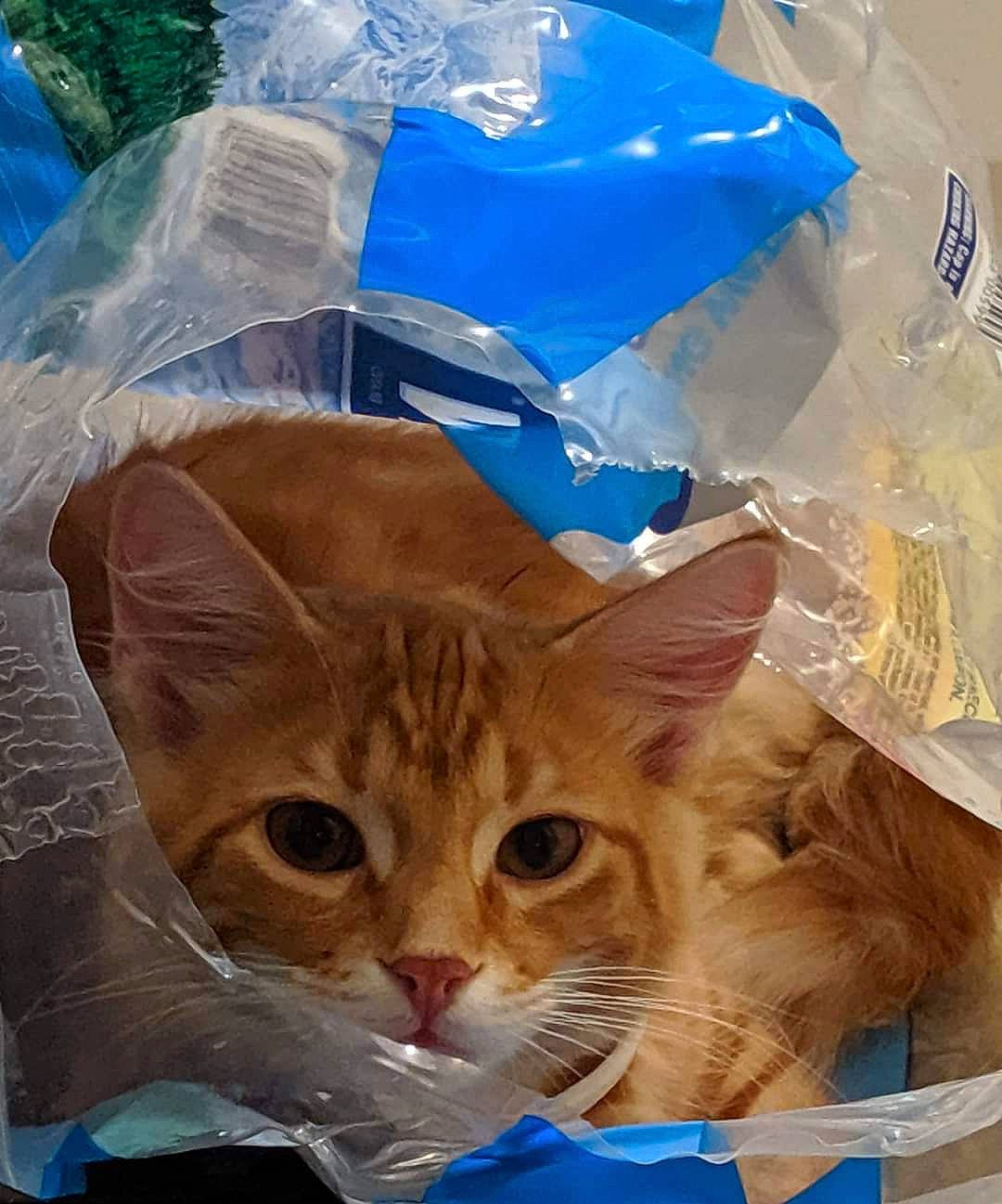Majin joined the competition — help win amazing prizes! carnivore, cat, domestic_short_haired_cat, european_shorthair, fawn, felidae, kitten, plastic_bag, small_to_medium_sized_cats, tabby_cat, whiskers