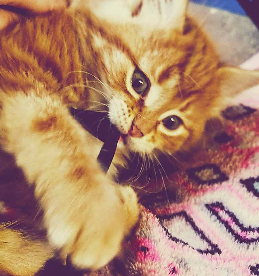 Majin is registered to the contest to win money with this photo: american_curl, american_shorthair, asian, carnivore, cat, claw, domestic_short_haired_cat, dragon_li, european_shorthair, fawn, felidae, fur, kitten, mammal, paw, pixie_bob, polydactyl_cat, small_to_medium_sized_cats, tabby_cat, whiskers