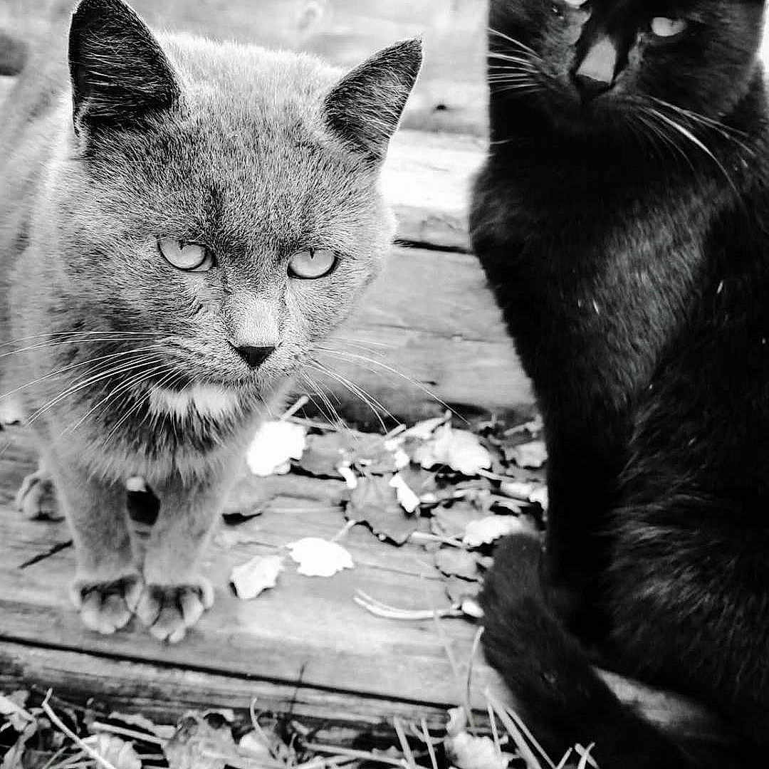 Pebbles And Meowgi