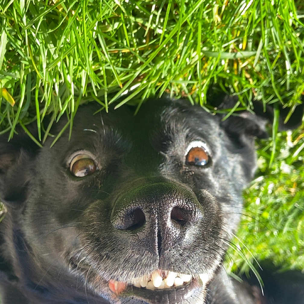 Hima participe au concours pour gagner de l'argent avec cette photo : animal, bodypart, bulldog, canine, chihuahua, dog, frenchbulldog, grass, green, hound, labradorretriever, lawn, mouth, nature, outdoors, person, pet, plant, puppy, vegetation