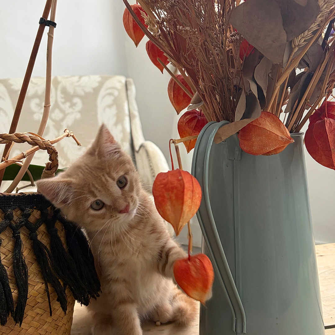 Mira a rejoint le concours — aidez-le/la à gagner de superbes lots ! kitten, cat, orange_cat, flower, dried_flower, vase, basket, wooden_table, indoor, curious, pet, feline, playful, decor, plant_stem, chair, cozy, closeup, young_animal, domestic_animal