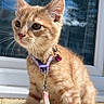 Mira a rejoint le concours — aidez-le/la à gagner de superbes lots ! kitten, cat, ginger_cat, collar, bell, leash, pet, animal, feline, outdoor, window, reflection, sunlight, whiskers, ears, fur, young, cute, sitting, curious