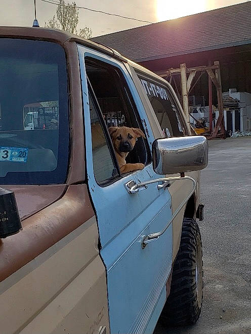 Daffodil joined the competition — help win amazing prizes! alloy_wheel, automotive_carrying_rack, automotive_design, automotive_exterior, automotive_lighting, automotive_luggage_rack, automotive_tire, bumper, car, fender, hood, motor_vehicle, rim, roof_rack, tire, tread, vehicle, vehicle_door, wheel, window