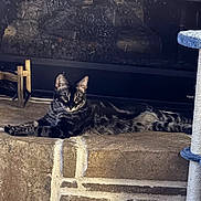 Maximus joined the competition — help win amazing prizes! cat, tabby, animal, pet, indoor, fireplace, stone, hearth, resting, alert, ears, fur, whiskers, mammal, cute, feline, relaxed, home, domestic, laying