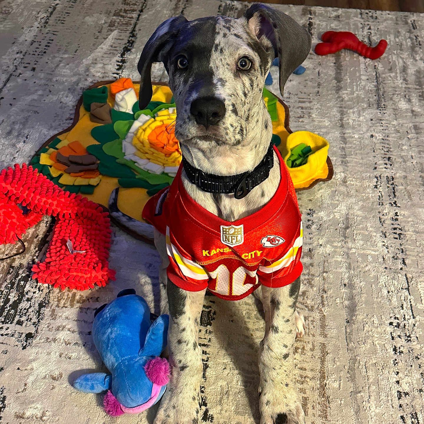 Jaxon joined the competition — help win amazing prizes! animal, ball, canine, clothing, costume, dog, face, greatdane, head, homedecor, hound, indoors, interiordesign, person, pet, photography, pointer, portrait, puppy, toy