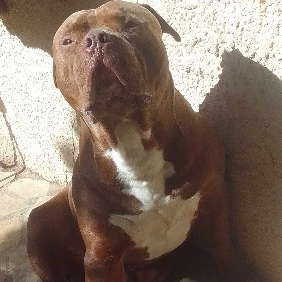 Saphir participe au concours pour gagner de l'argent avec cette photo : animal, bostonbull, boxer, bulldog, canine, dog, door, frenchbulldog, hound, pet, pitbull, puppy, slate, snout