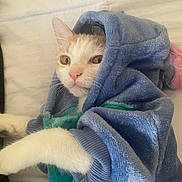 Quetzal is registered to the contest to win money with this photo: cat, animal, pet, fur, white, orange, hoodie, blue, fabric, cozy, cute, indoor, resting, soft, texture, mammal, whiskers, face, paw, curious