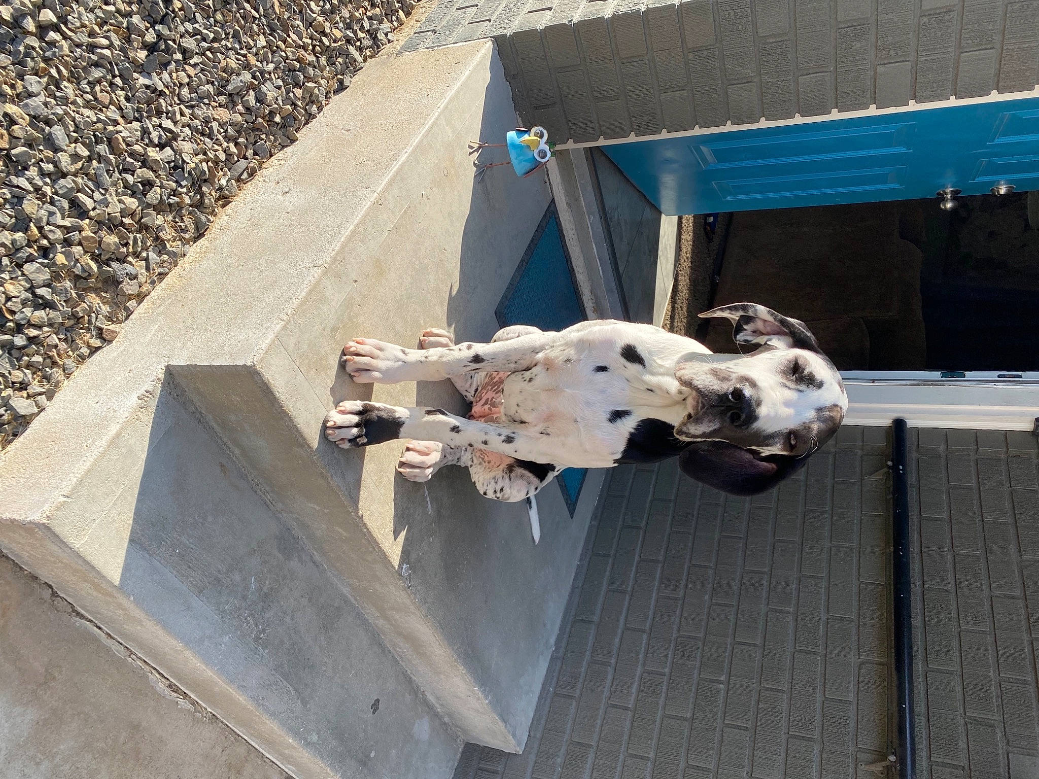 Phoebe joined the competition — help win amazing prizes! art, asphalt, cement, composite_material, concrete, curb, pedestrian, road_surface, sculpture, shadow, sidewalk, street, tar, urban_design, wood, working_animal