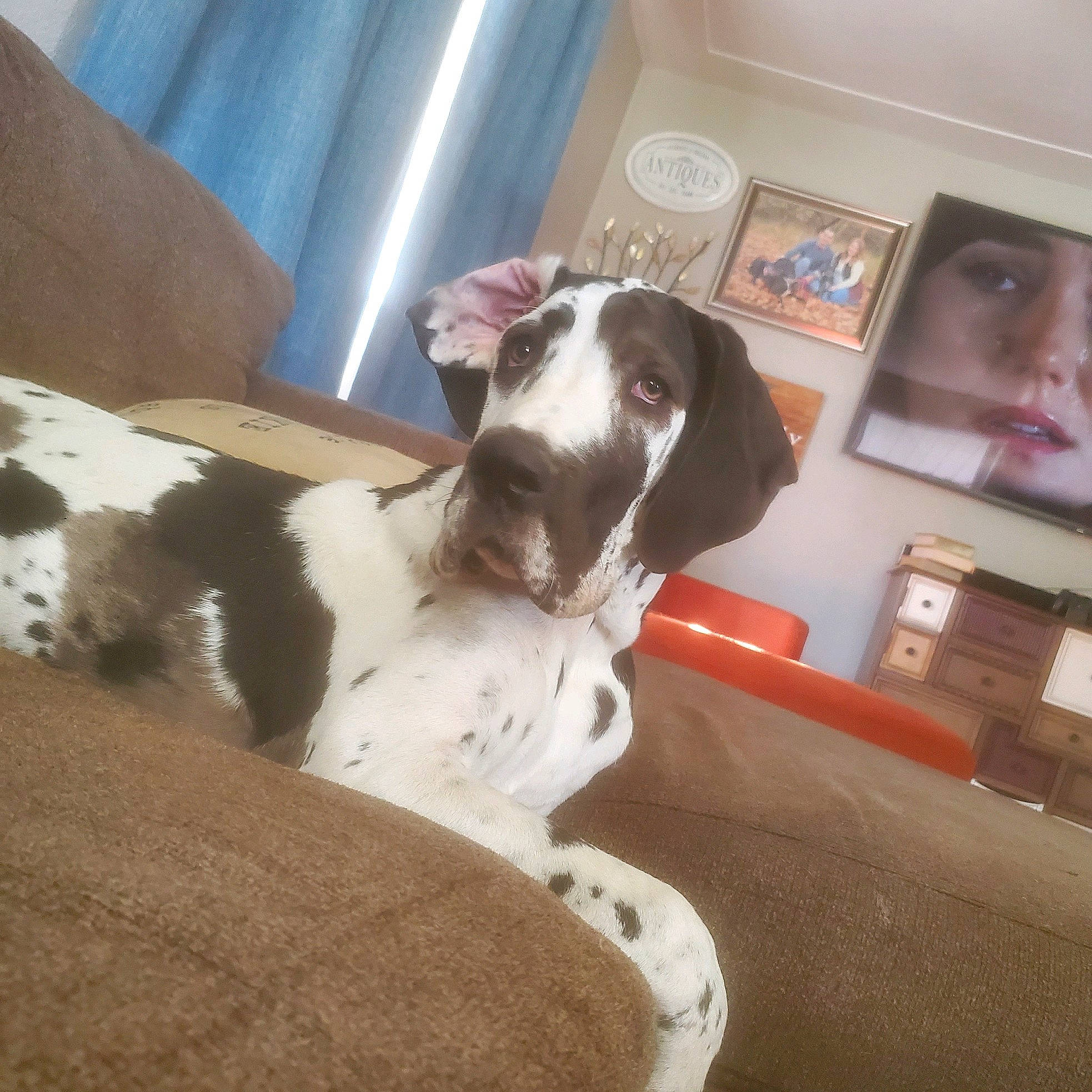 Phoebe joined the competition — help win amazing prizes! canidae, carnivore, collar, comfort, companion_dog, dog, dog_breed, dog_collar, fawn, felidae, fur, linens, liver, picture_frame, small_to_medium_sized_cats, snout, sporting_group, tail, whiskers, working_animal