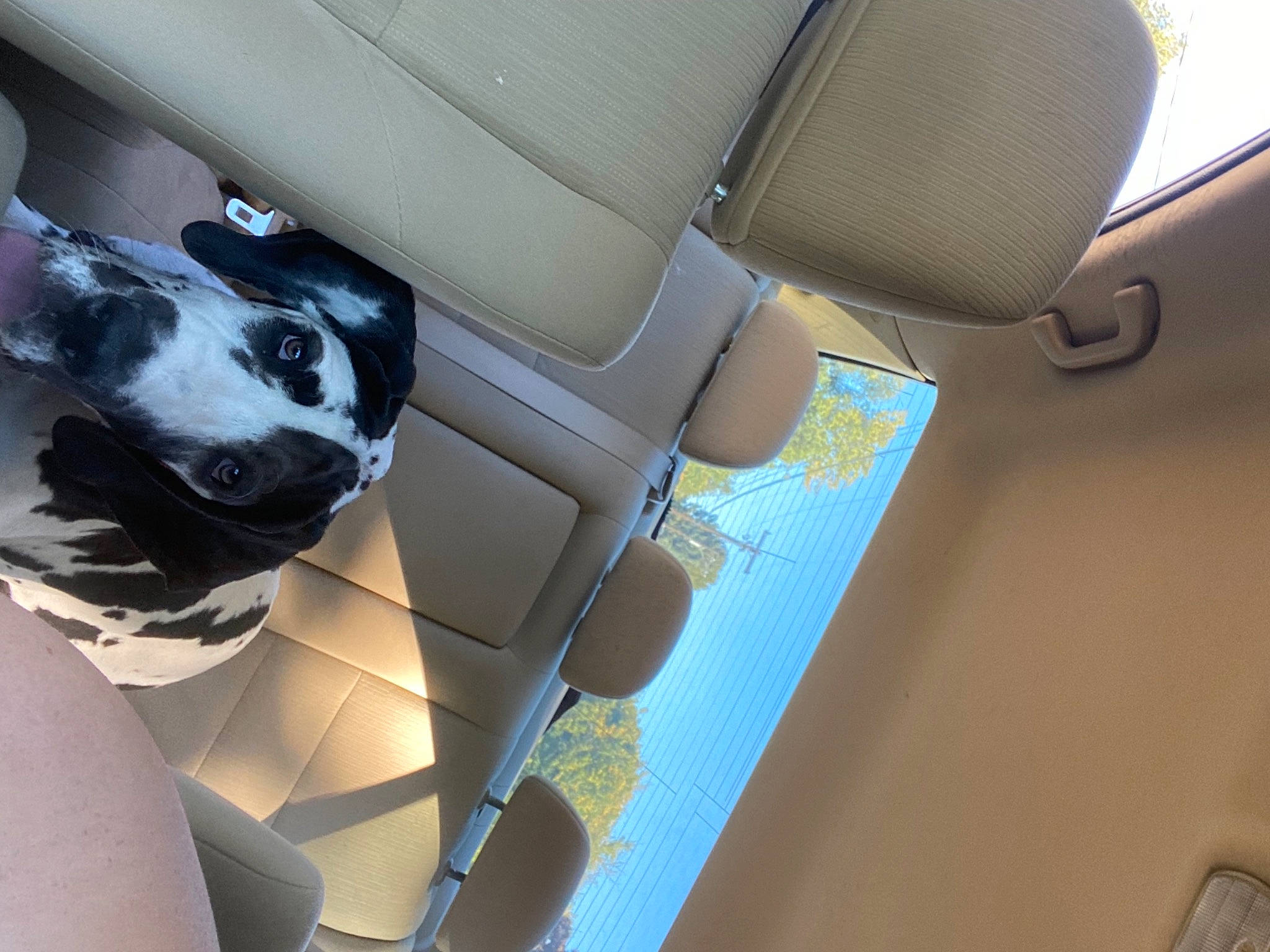 Phoebe joined the competition — help win amazing prizes! auto_part, automotive_design, automotive_exterior, car_seat, car_seat_cover, carnivore, companion_dog, dog, dog_breed, family_car, head_restraint, hood, human_leg, luxury_vehicle, motor_vehicle, snout, sporting_group, vehicle, vehicle_door, working_animal