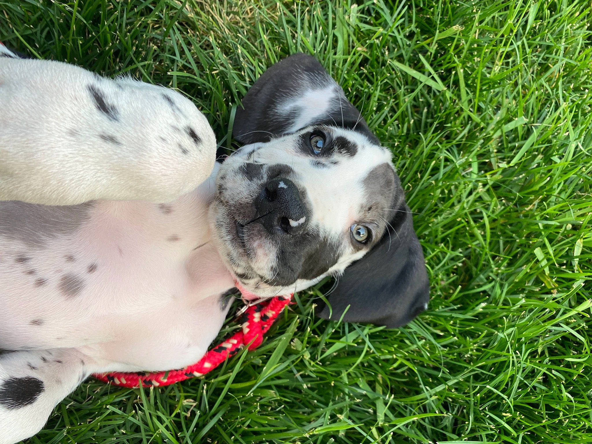 Phoebe is registered to the contest to win money with this photo: canidae, carnivore, collar, companion_dog, dalmatian, dog, dog_breed, dog_collar, fawn, grass, groundcover, guard_dog, plant, puppy_love, sporting_group, tail, terrestrial_animal, toy, whiskers, working_animal