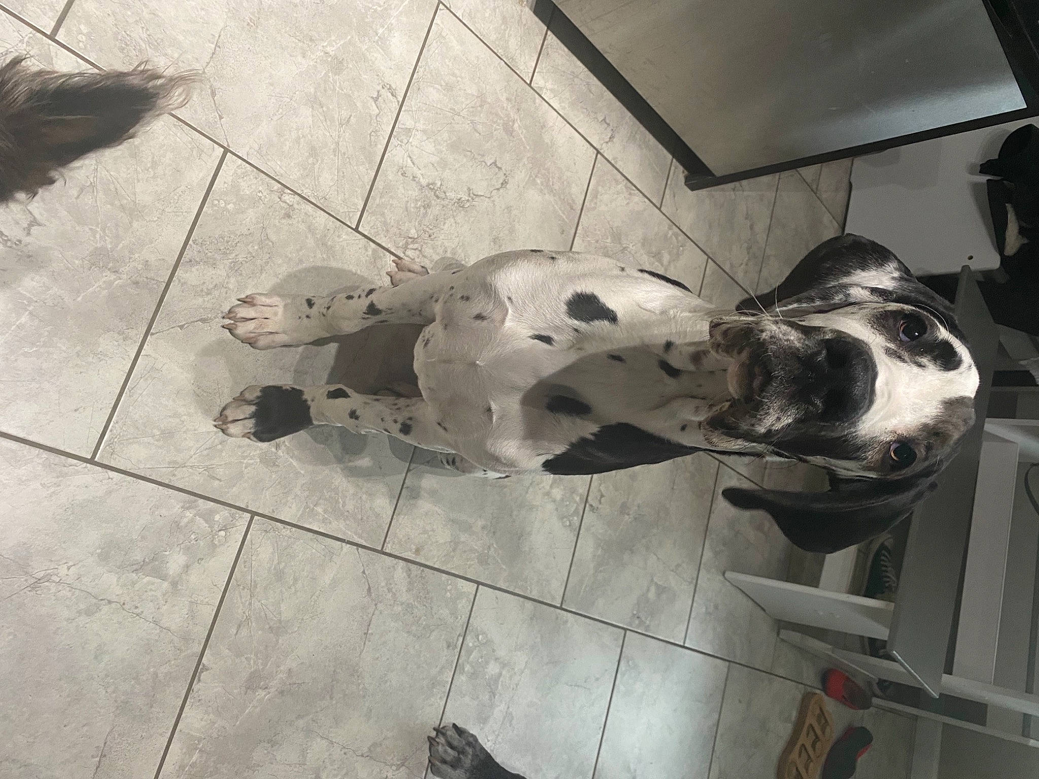 Phoebe is registered to the contest to win money with this photo: art, carnivore, companion_dog, concrete, dog, dog_breed, floor, flooring, grey, hardwood, human_leg, metal, monochrome, monochrome_photography, road_surface, sculpture, snout, sporting_group, wood, working_animal