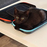 Onyx a rejoint le concours — aidez-le/la à gagner de superbes lots ! animal, black_cat, case, cozy, curious, cute, domestic_animal, feline, fur, green_eyes, indoor, kitten, open_case, pet, resting, small, table, white_table, wooden_floor, zippers