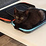 animal, black_cat, case, cozy, curious, cute, domestic_animal, feline, fur, green_eyes, indoor, kitten, open_case, pet, resting, small, table, white_table, wooden_floor, zippers