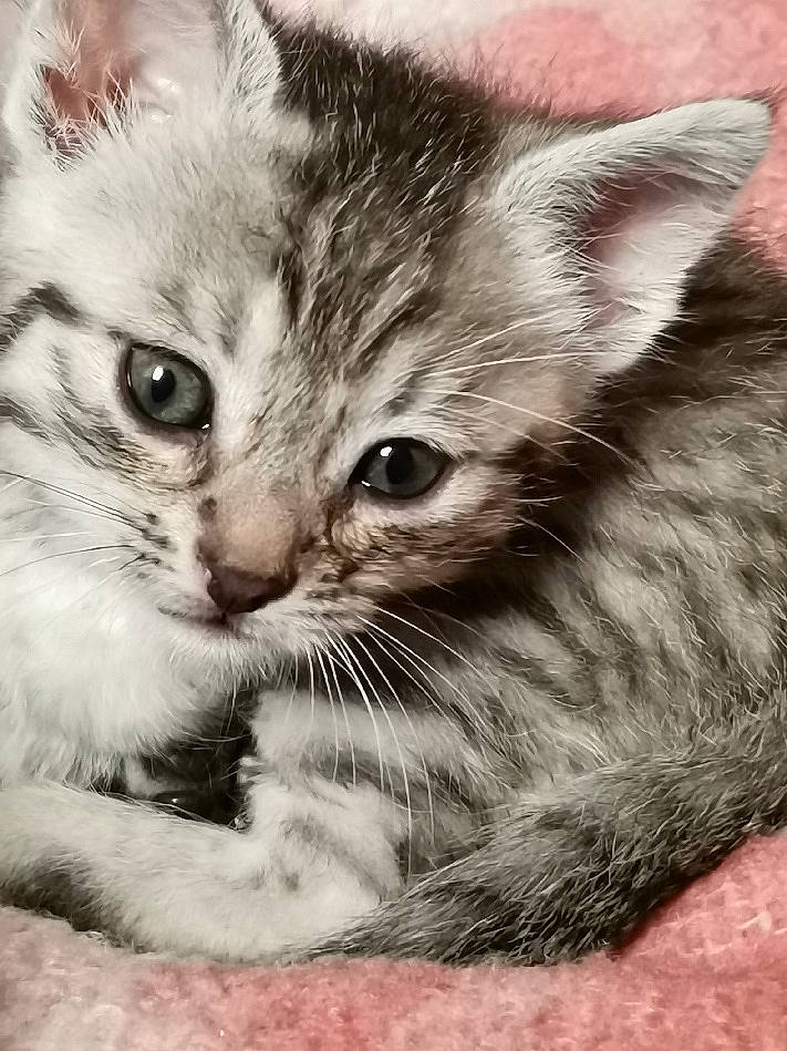 Lucky participe au concours pour gagner de l'argent avec cette photo : carnivore, cat, claw, domestic_short_haired_cat, felidae, fur, grass, iris, maine_coon, monochrome, monochrome_photography, paw, plant, small_to_medium_sized_cats, snout, terrestrial_animal, whiskers, wildlife
