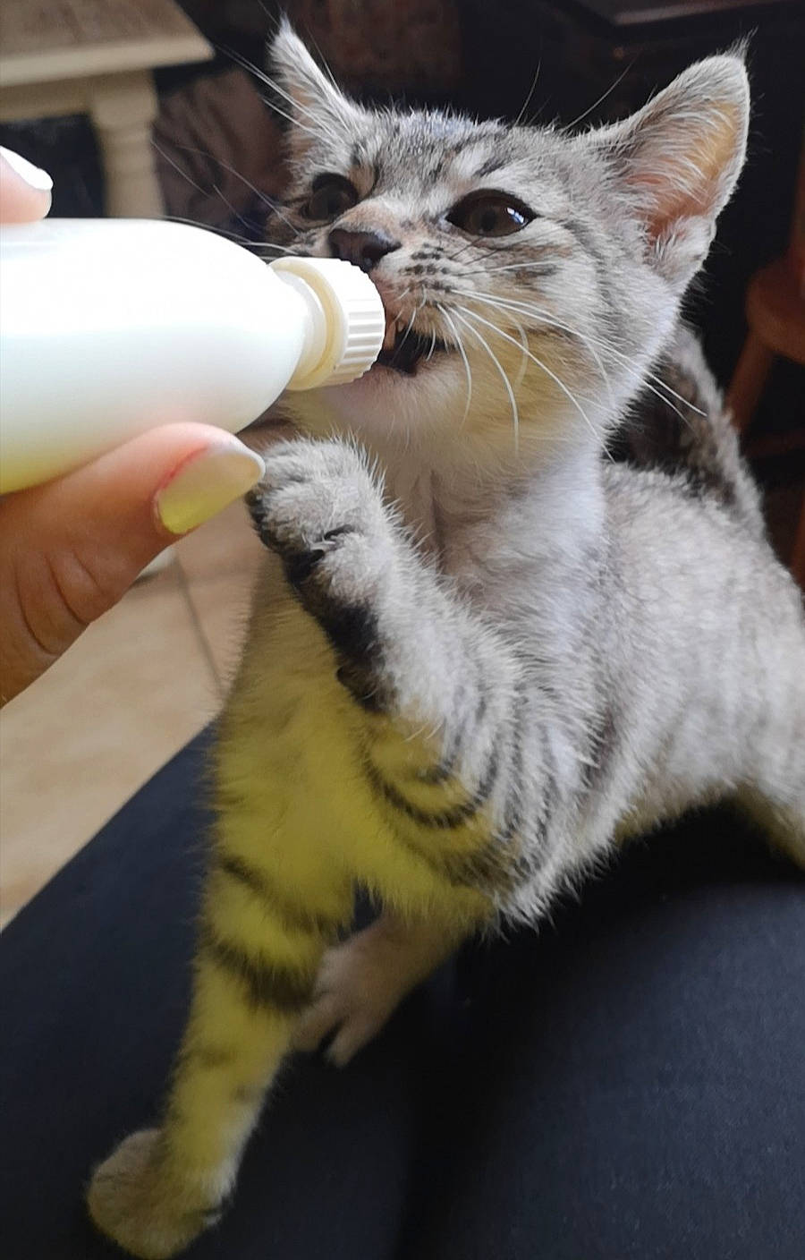 Lucky participe au concours pour gagner de l'argent avec cette photo : carnivore, cat, claw, domestic_short_haired_cat, drinking, fawn, felidae, fur, gesture, nail, paw, photo_caption, small_to_medium_sized_cats, snout, tail, whiskers