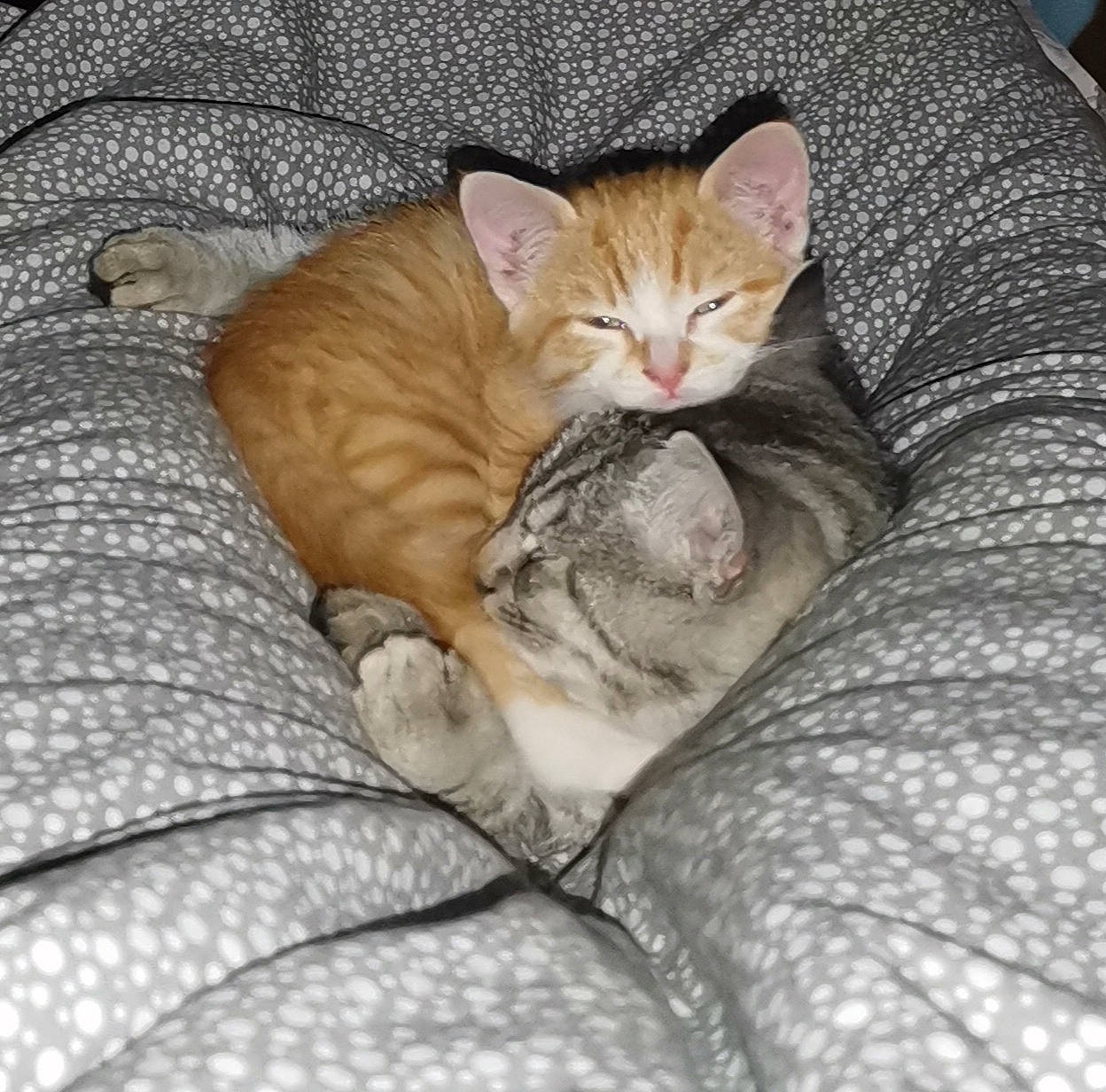 Lucky participe au concours pour gagner de l'argent avec cette photo : arabian_mau, asian, australian_mist, carnivore, cat, domestic_short_haired_cat, dragon_li, european_shorthair, fawn, felidae, german_rex, kitten, mammal, singapura, small_to_medium_sized_cats, tabby_cat, whiskers