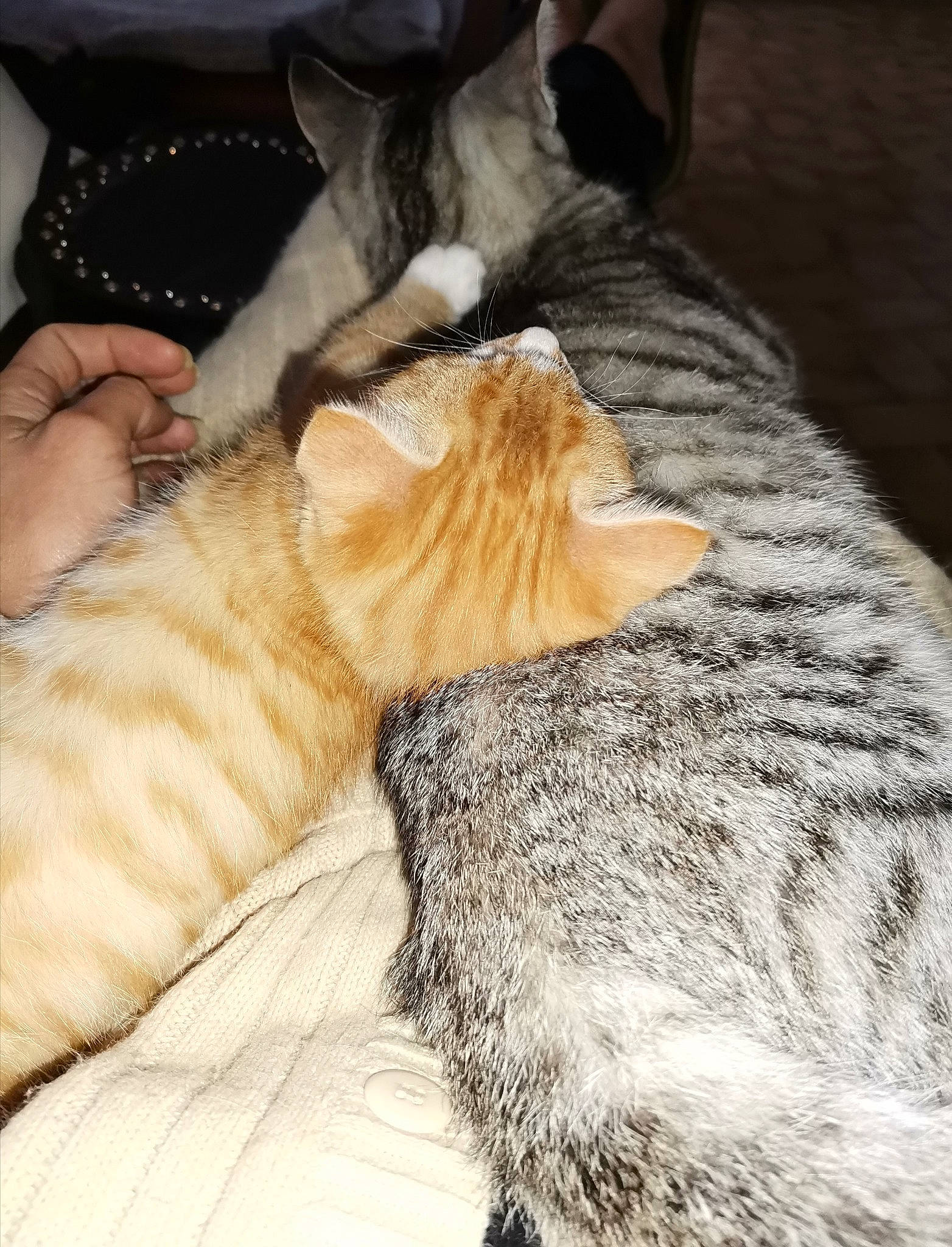 Lucky participe au concours pour gagner de l'argent avec cette photo : american_shorthair, asian, carnivore, cat, chausie, claw, domestic_short_haired_cat, dragon_li, ear, european_shorthair, fawn, felidae, fur, kitten, nap, paw, small_to_medium_sized_cats, tabby_cat, tail, whiskers