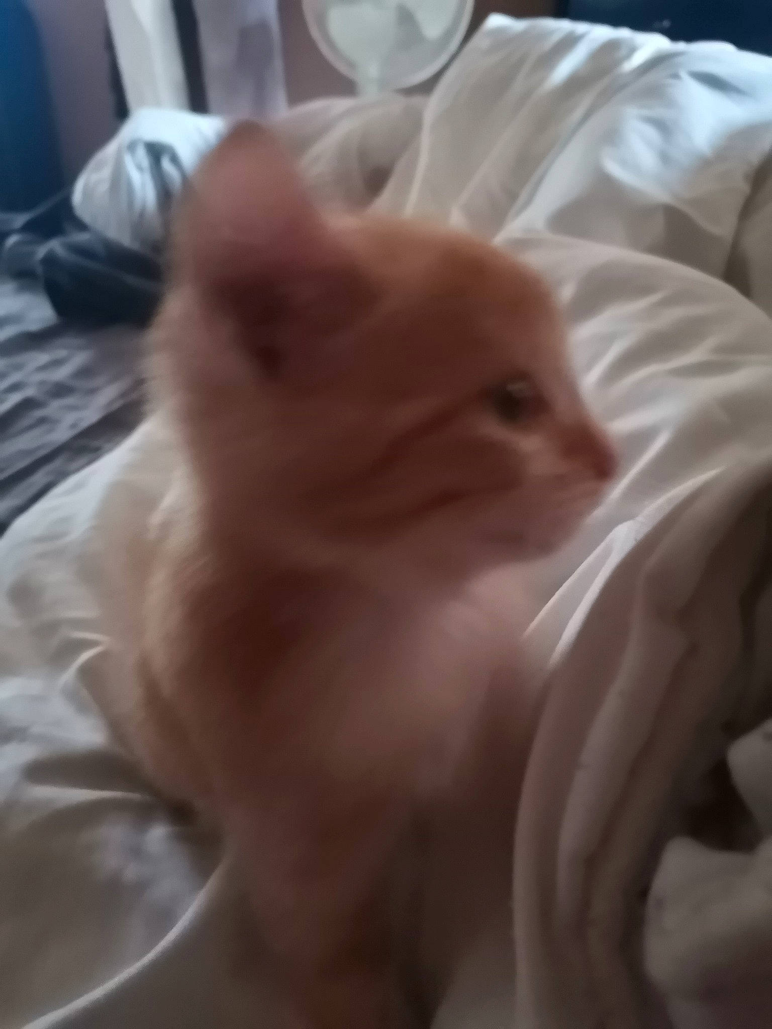 Praline participe au concours pour gagner de l'argent avec cette photo : baby, carnivore, cat, child, ear, eye, fawn, felidae, fur, kitten, norwegian_forest_cat, nose, persian, ragdoll, skin, small_to_medium_sized_cats, turkish_angora, turkish_van, whiskers