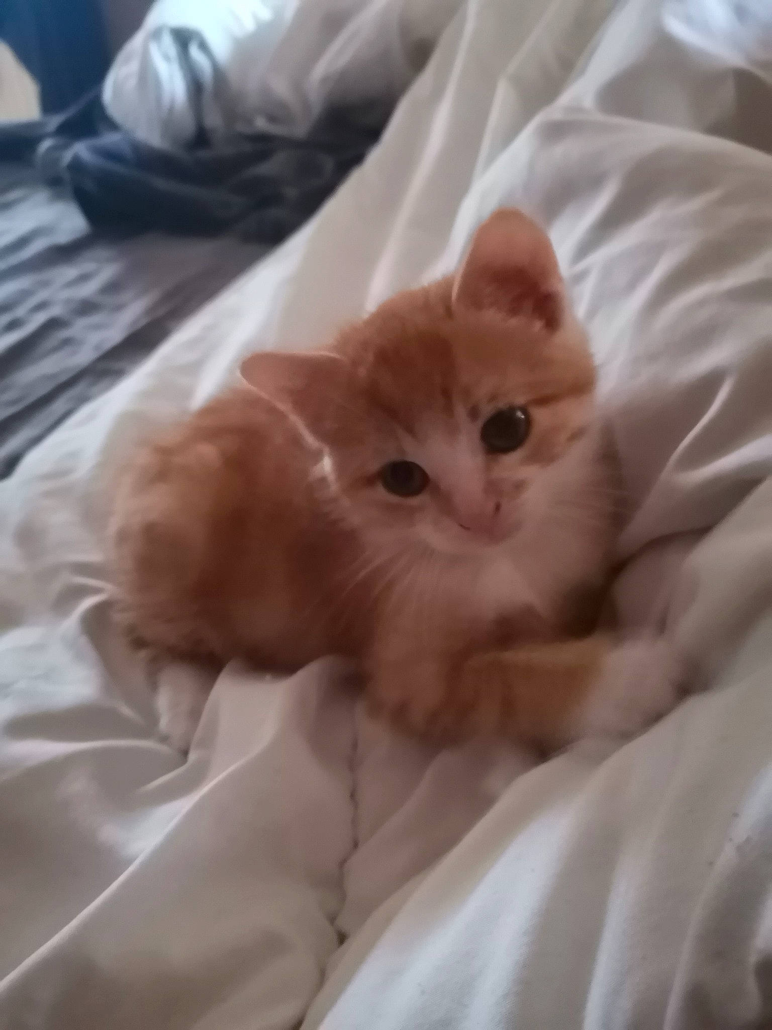 Praline a rejoint le concours — aidez-le/la à gagner de superbes lots ! american_curl, bed, british_longhair, british_semi_longhair, carnivore, cat, domestic_long_haired_cat, eye, fawn, felidae, fur, kitten, mammal, munchkin, napoleon_cat, norwegian_forest_cat, persian, small_to_medium_sized_cats, snout, whiskers