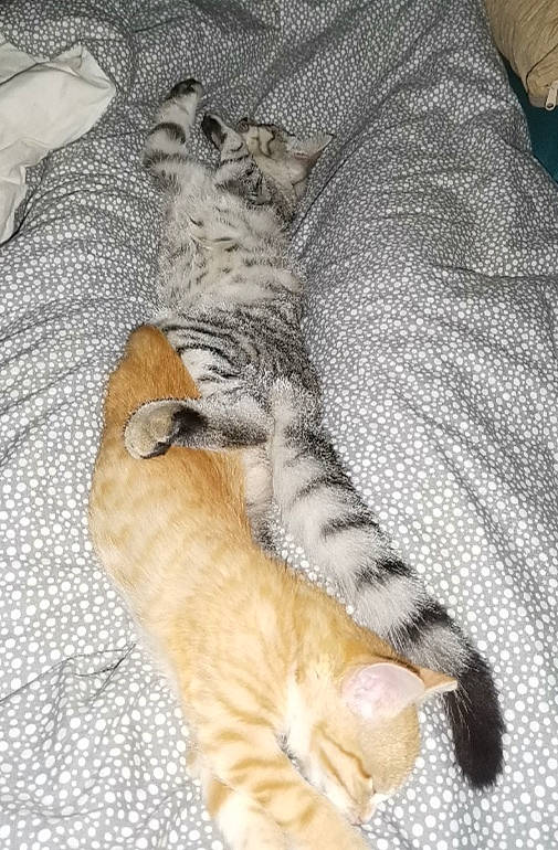 Praline participe au concours pour gagner de l'argent avec cette photo : asian, australian_mist, carnivore, cat, claw, domestic_short_haired_cat, dragon_li, egyptian_mau, european_shorthair, felidae, kitten, mammal, norwegian_forest_cat, paw, pixie_bob, small_to_medium_sized_cats, tabby_cat, tail, vertebrate, whiskers