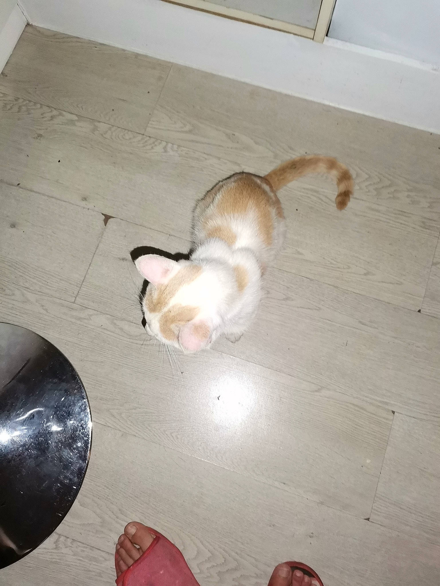 Caramel a rejoint le concours — aidez-le/la à gagner de superbes lots ! canidae, carnivore, cat, companion_dog, dog_breed, fawn, felidae, floor, flooring, fur, hardwood, kitten, paw, puppy, small_to_medium_sized_cats, tail, wood