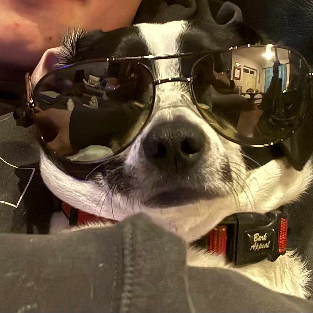 Gryff is registered to the contest to win money with this photo: black_and_white, canine, casual, close_up, clothing, collar, cool, dog, face, fur, furniture, human, indoor, living_room, nose, pet, portrait, reflection, relaxed, sunglasses