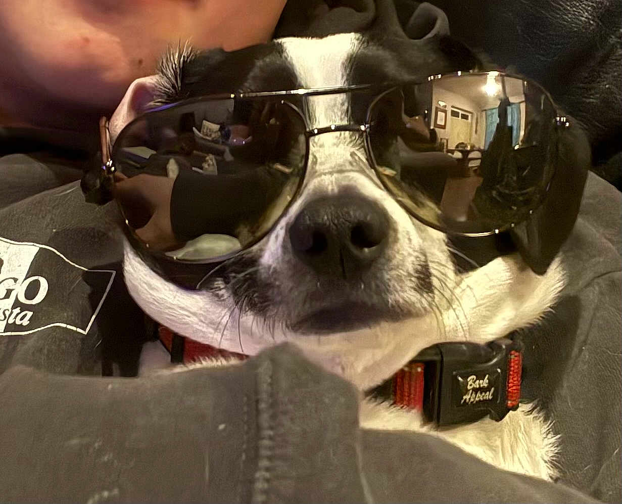 Gryff is registered to the contest to win money with this photo: dog, sunglasses, black_and_white, collar, indoor, close_up, pet, canine, face, nose, fur, human, casual, clothing, reflection, living_room, furniture, relaxed, portrait, cool