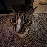 Milo joined the competition — help win amazing prizes! cat, animal, pet, whiskers, close_up, indoor, curious, eyes, fur, stripe, texture, rug, floor, ears, nose, mammal, domestic, face, portrait, feline
