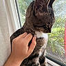 Milo is registered to the contest to win money with this photo: cat, tabby_cat, hand, window, greenery, pet, animal, indoor, natural_light, feline, calm, content, fur, whiskers, closeup, person, human_hand, plant, daylight, relaxation