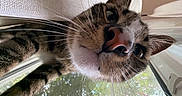 Milo is registered to the contest to win money with this photo: cat, close_up, whiskers, pink_nose, window, reflection, curious, indoor, feline, animal, pet, face, ears, fur, snout, closeup, looking, light, texture, home
