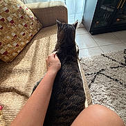 Milo joined the competition — help win amazing prizes! cat, tabby_cat, couch, arm, hand, pillow, curtains, sunlight, shadow, rug, floor_tile, cabinet, indoor, living_room, texture, pattern, resting, pet, cozy, relaxation