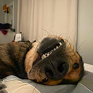 Cosmo is registered to the contest to win money with this photo: dog, pet, bed, lying_down, close_up, nose, teeth, whiskers, indoor, sleeping, brown, black, fur, funny_expression, upside_down, bedroom, blanket, cozy, animal, canine