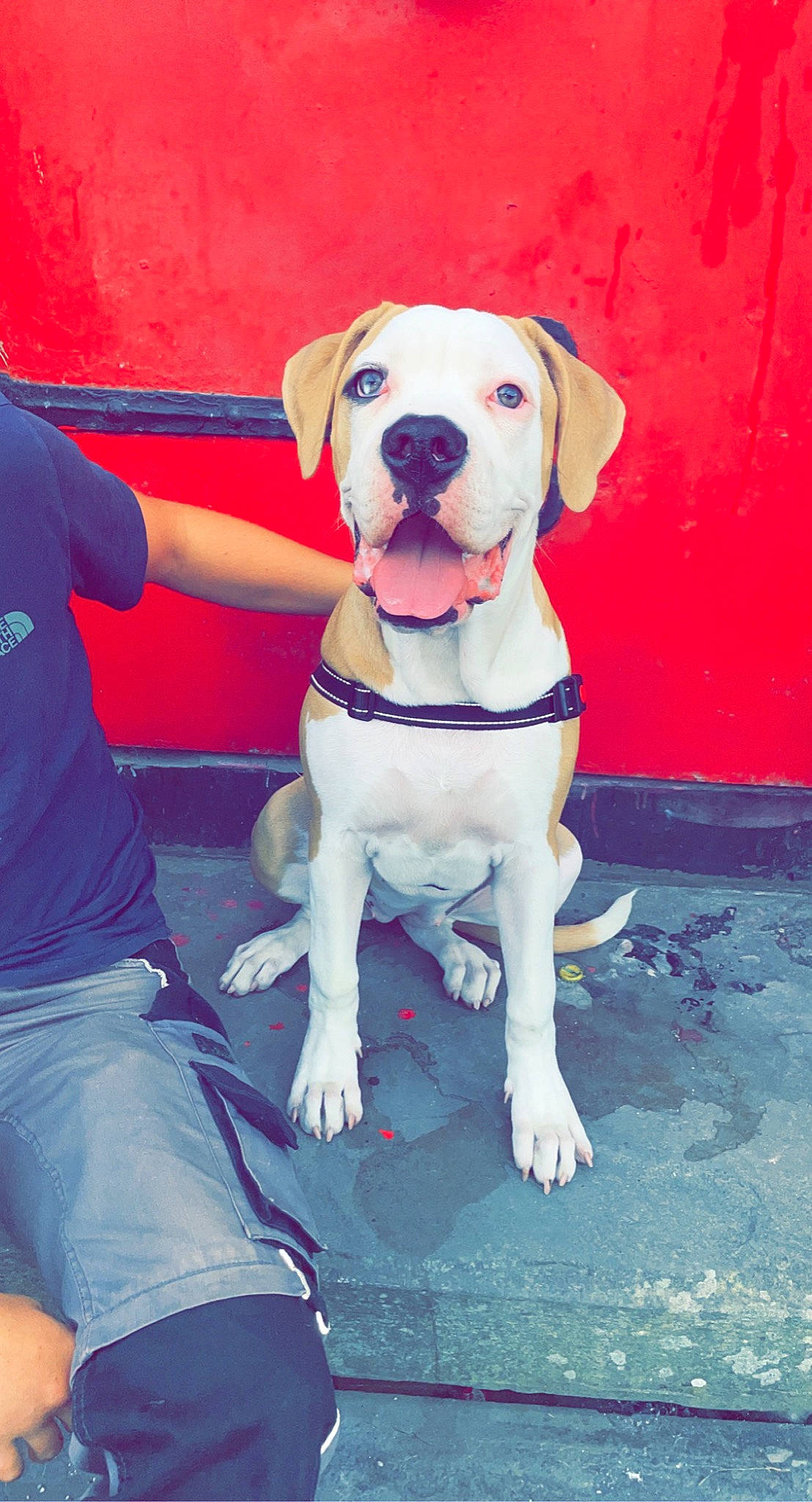 Stella is registered to the contest to win money with this photo: canidae, carnivore, collar, companion_dog, dog, dog_breed, dog_collar, dog_supply, fawn, human_leg, leash, molosser, pet_supply, puppy_love, shorts, snout, sporting_group, thigh, working_animal, working_dog