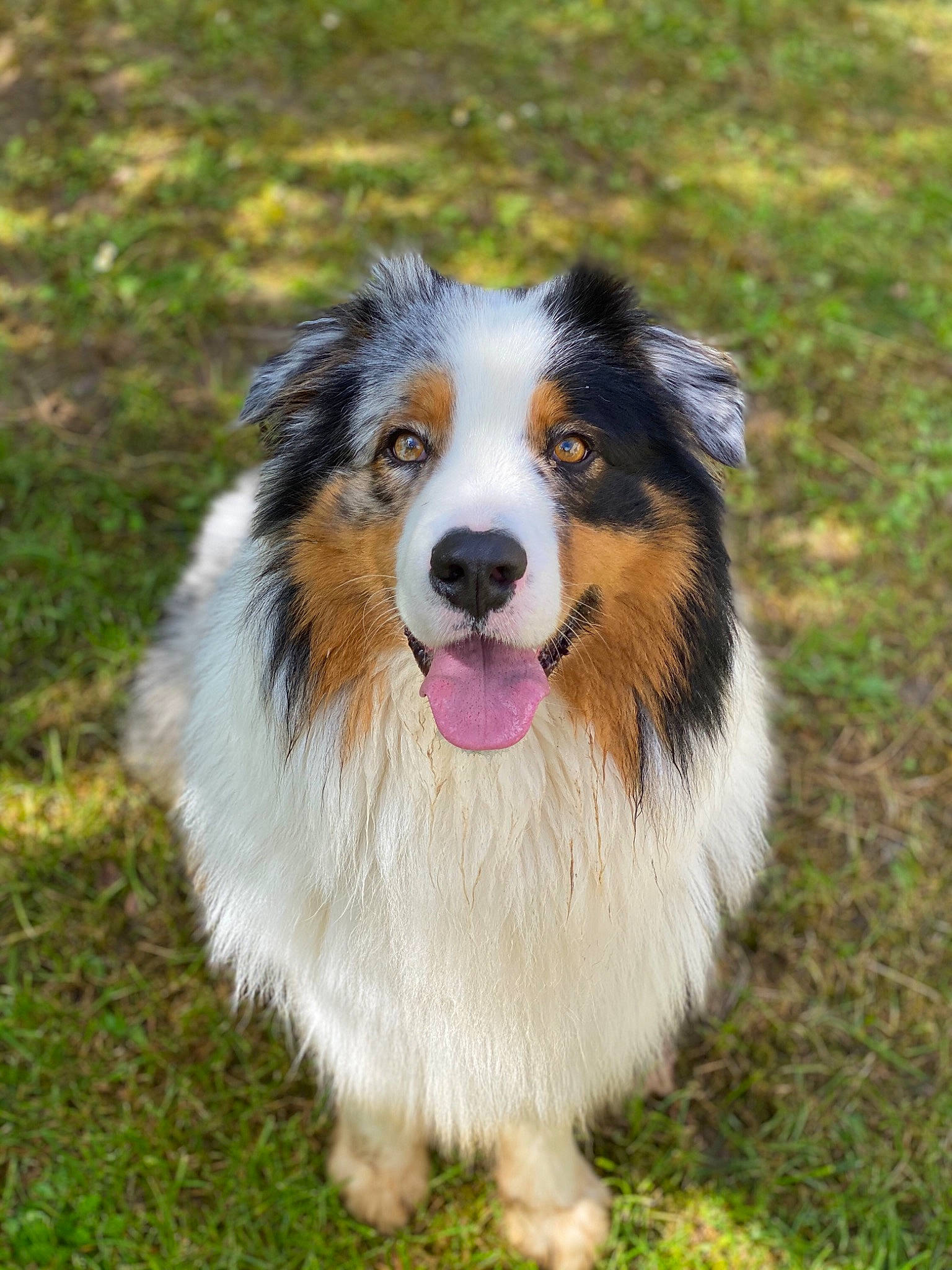 Oakley a rejoint le concours — aidez-le/la à gagner de superbes lots ! australian_collie, australian_shepherd, bernese_mountain_dog, border_collie, canidae, carnivore, companion_dog, dog, dog_breed, english_shepherd, herding_dog, mammal, miniature_australian_shepherd, rare_breed_dog, scotch_collie, shetland_sheepdog, sporting_group, vertebrate, welsh_sheepdog, working_dog