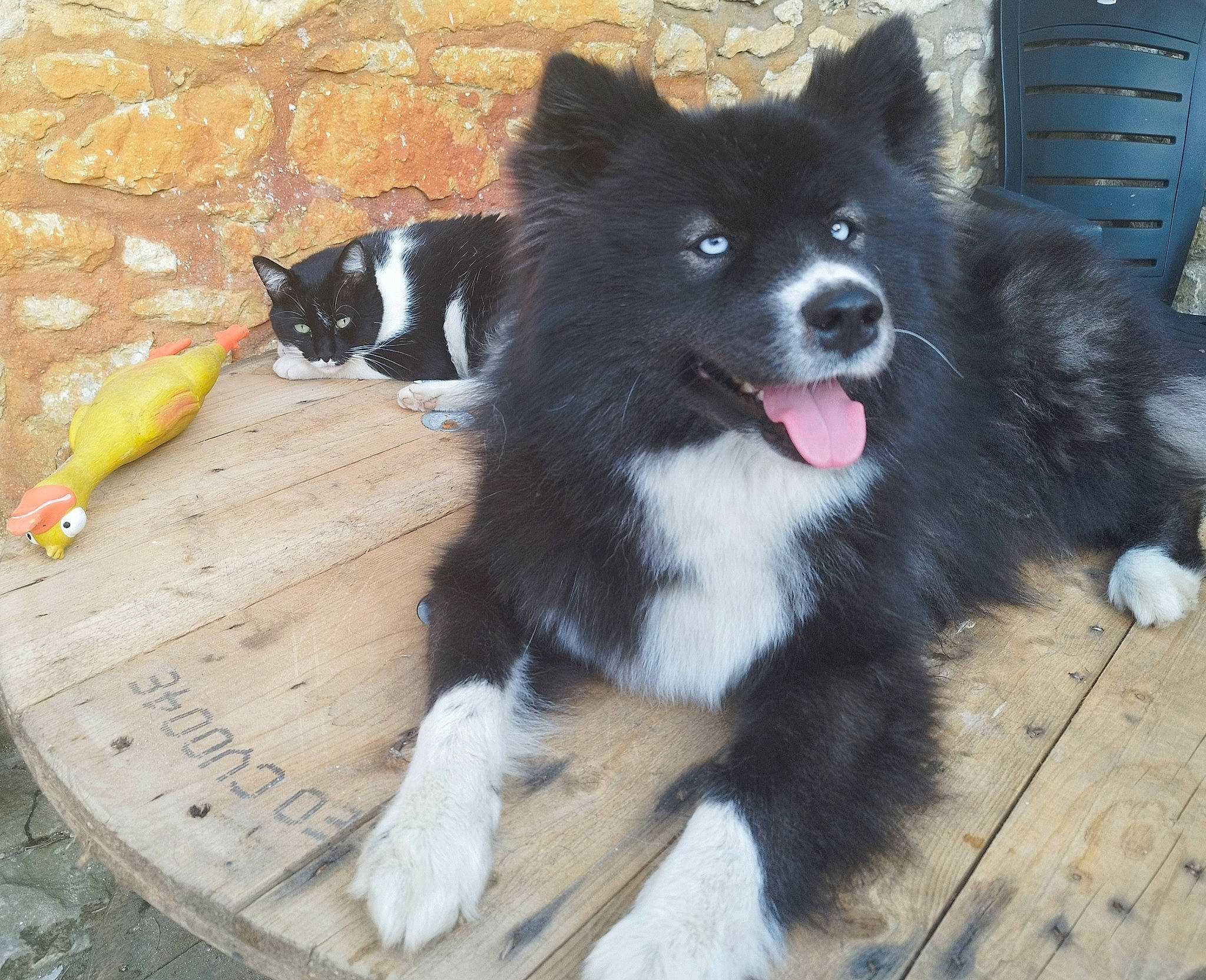 Sana a rejoint le concours — aidez-le/la à gagner de superbes lots ! ancient_dog_breeds, banana, canidae, carnivore, companion_dog, dog, dog_breed, fruit, fur, german_spitz_mittel, hardwood, herding_dog, non_sporting_group, saba_banana, snout, sporting_group, tail, wood, working_animal, working_dog