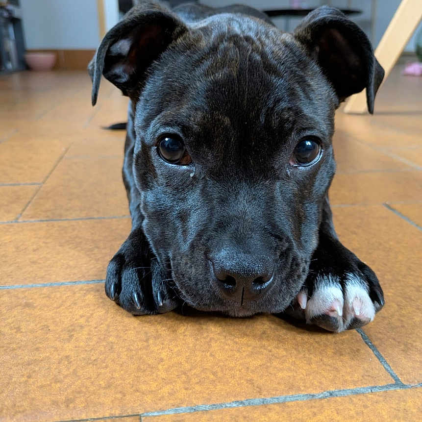 Yoshi