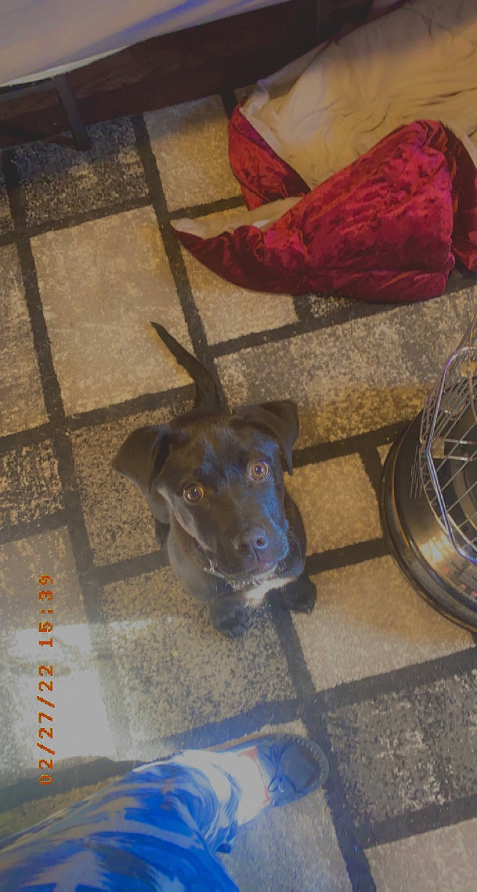 Dax is registered to the contest to win money with this photo: art, automotive_wheel_system, carmine, carnivore, dog, dog_breed, electric_blue, fashion_accessory, floor, flooring, galliformes, human_leg, metal, road_surface, rooster, sidewalk, sporting_group, wheel, wood, working_animal