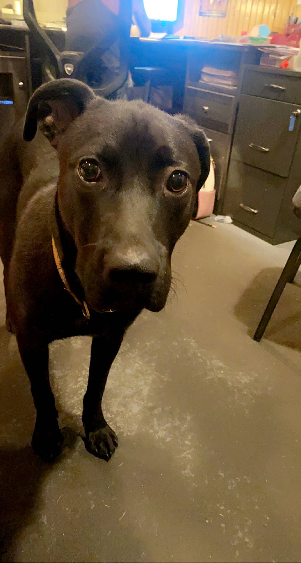 Dax is registered to the contest to win money with this photo: cabinetry, canidae, carnivore, chest_of_drawers, collar, companion_dog, dog, dog_breed, dog_collar, drawer, fawn, liver, metal, pet_supply, refrigerator, snout, tail, terrestrial_animal, whiskers, working_animal