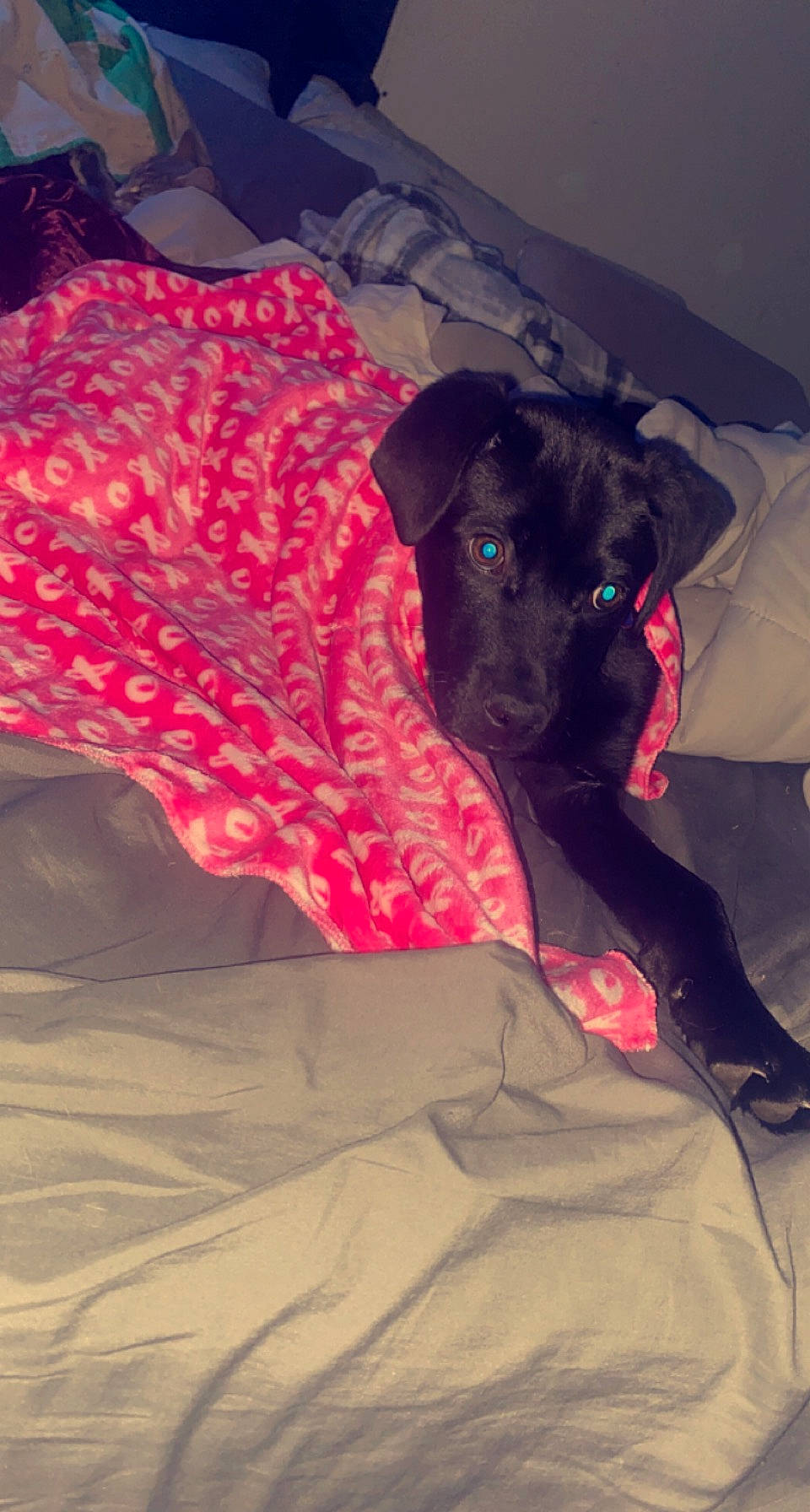 Dax is registered to the contest to win money with this photo: bed, borador, canidae, carmine, carnivore, comfort, companion_dog, dog, dog_breed, fawn, fur, linens, magenta, non_sporting_group, pattern, pet_supply, snout, sporting_group, tints_and_shades, working_animal