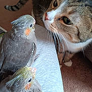Baby Girl is registered to the contest to win money with this photo: cat, cockatiel, bird, pet, animal, indoor, curious, feathers, close_up, face, looking, perched, leg, carpet, furry, whiskers, beak, gray, orange_cheeks, tabby