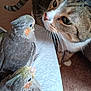 cat, cockatiel, bird, pet, animal, indoor, curious, feathers, close_up, face, looking, perched, leg, carpet, furry, whiskers, beak, gray, orange_cheeks, tabby