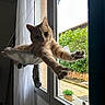 cat, ginger_cat, window, hammock, stretching, paws, indoor, outdoor, curtains, plant, greenery, relaxed, pet, animal, cozy, sunlight, home, feline, curious, resting