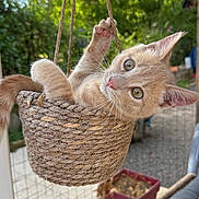 Alko a rejoint le concours — aidez-le/la à gagner de superbes lots ! kitten, cat, basket, rope, outdoor, greenery, curious, playful, pet, animal, feline, hanging, paws, ears, eyes, garden, patio, chair, container, cute