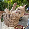 kitten, cat, basket, rope, outdoor, greenery, curious, playful, pet, animal, feline, hanging, paws, ears, eyes, garden, patio, chair, container, cute
