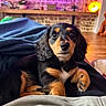 puppy, dog, dachshund, pet, animal, cute, indoor, blanket, cozy, lying_down, looking_at_camera, fur, ears, paw, snout, home, floor, lighting, soft_texture, relaxing