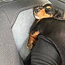 puppy, dog, sleeping, car_seat, black_and_tan, fur, pet, animal, cute, cozy, resting, young_dog, small_dog, indoors, relaxed, close_up, headrest, texture, seat, canine