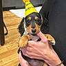 puppy, dog, birthday_hat, party_hat, cute, pet, indoor, person, hand, black_clothing, wooden_floor, kitchen, modern, small_dog, nibbling, celebration, adorable, young_dog, cuddling, cozy