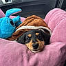 puppy, dog, blanket, plush_toy, car_interior, pink_cushion, resting, cute, cozy, soft_texture, black_and_tan, closeup, pet, comfort, indoors, young_dog, fur, snuggling, car_seat, toy