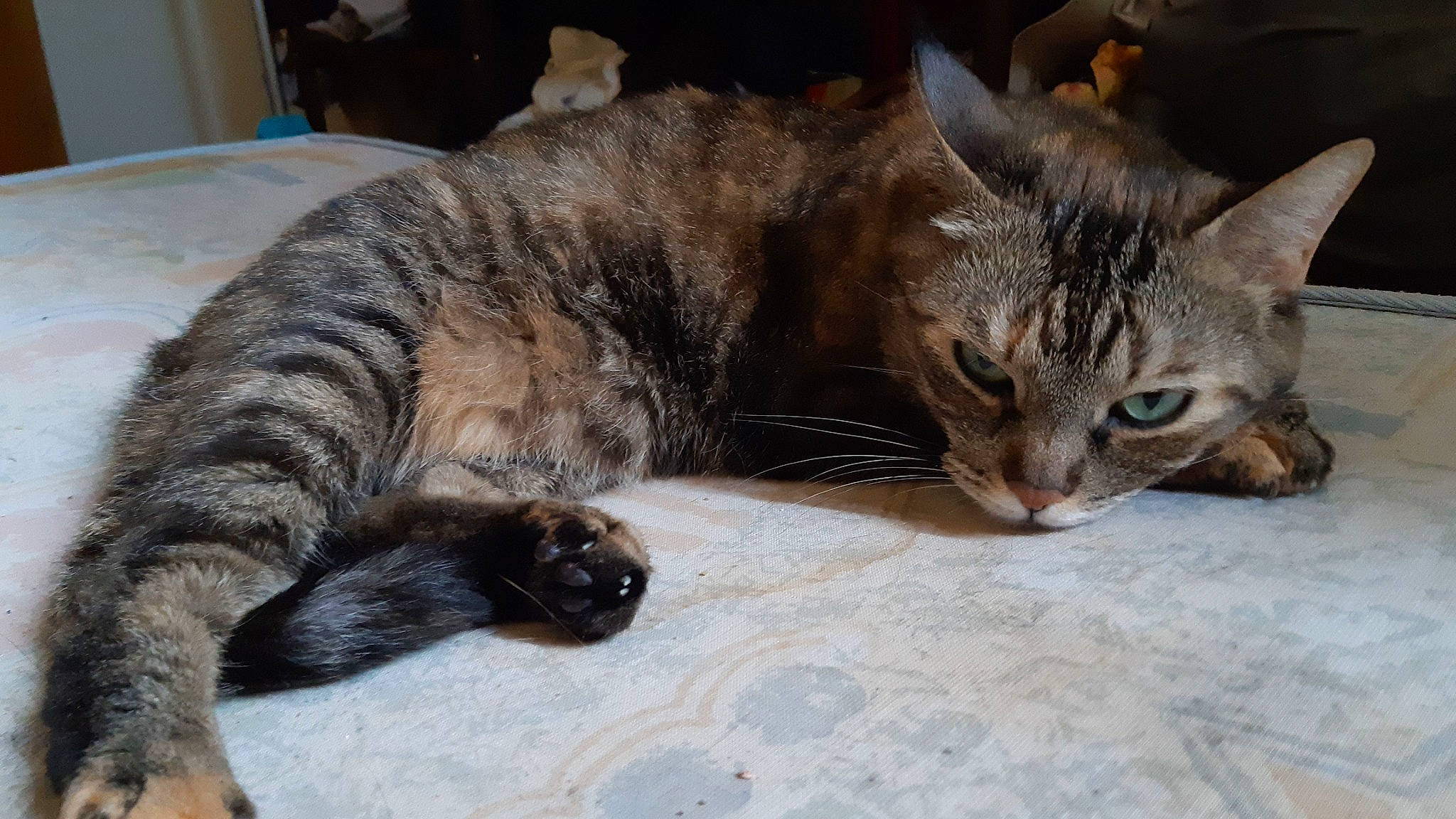 Arwen a rejoint le concours — aidez-le/la à gagner de superbes lots ! carnivore, cat, claw, comfort, domestic_short_haired_cat, felidae, fur, nap, paw, small_to_medium_sized_cats, snout, tail, terrestrial_animal, whiskers, window